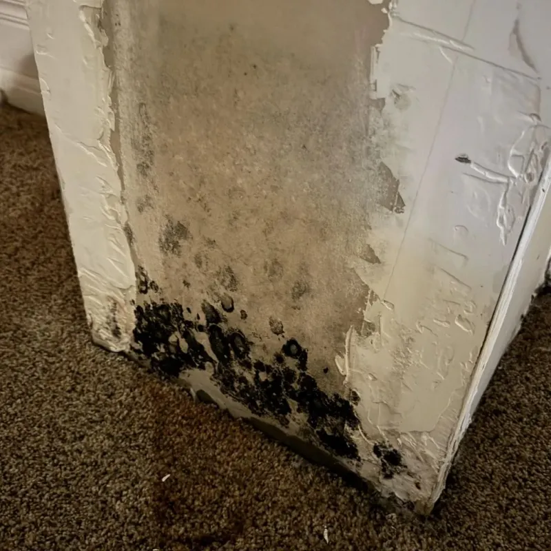 Professional Mold Removal in Linden, TX